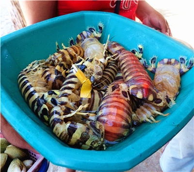 本田灣跳島之旅(三離島出海、離島BBQ、珊瑚區浮潛與魚共舞)→渡假村CHECK IN