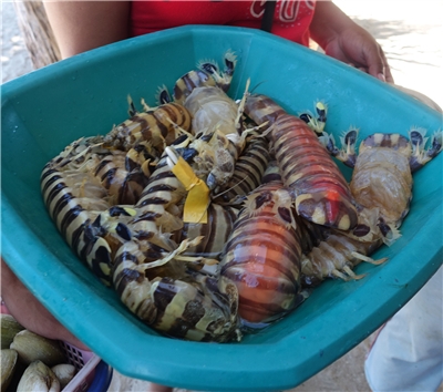 本田灣跳島之旅(三離島出海、離島BBQ、珊瑚區浮潛與魚共舞) →KALUI菲式餐廳